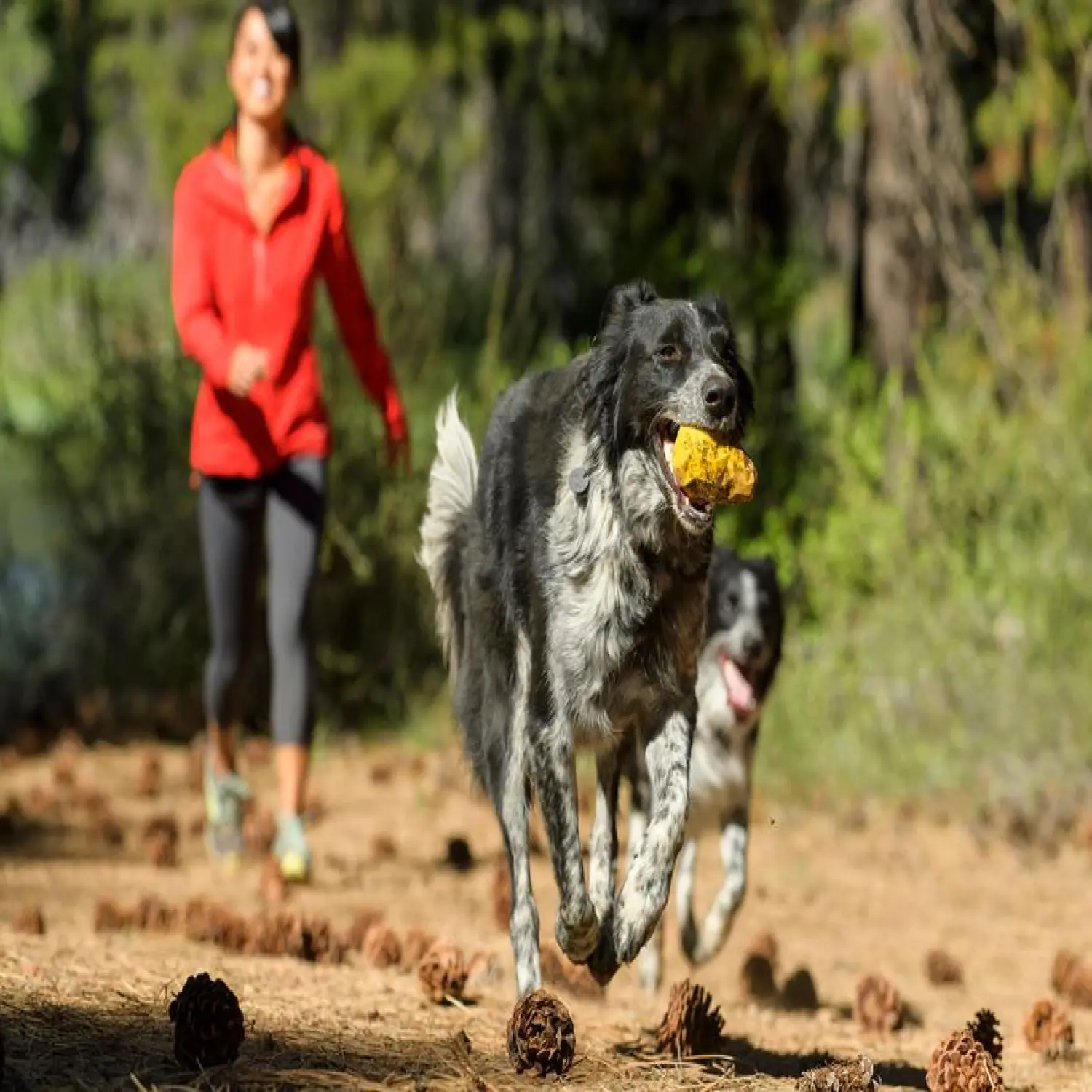  - Ruffwear Gnawt a Cone