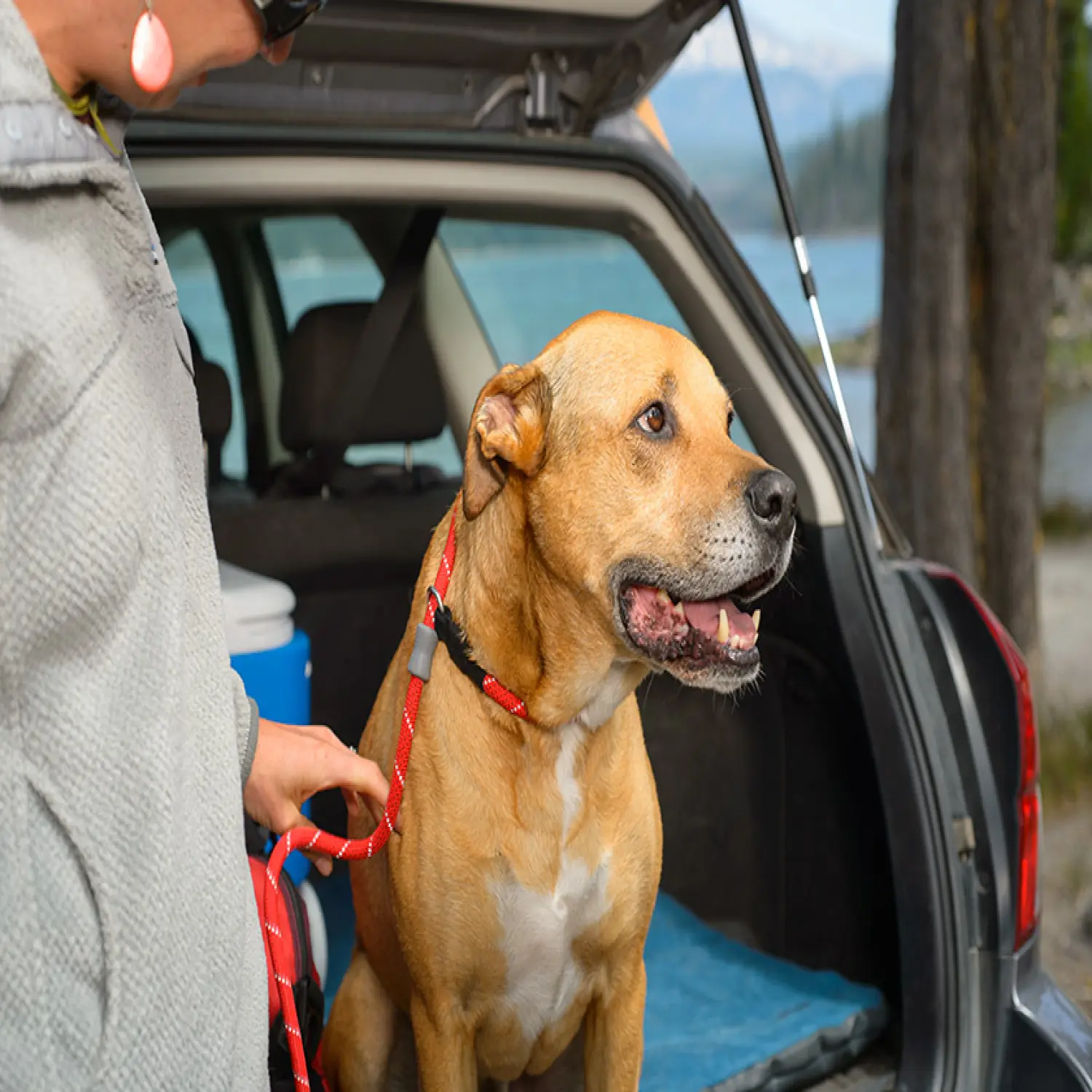  - Ruffwear Just-a-Cinch™