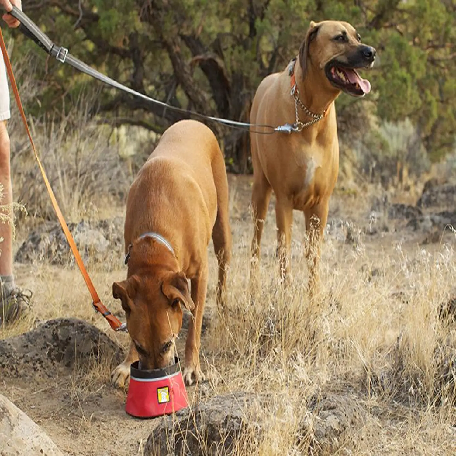  - Ruffwear Chain Reaction™ Collar